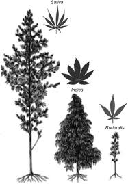 Image result for Cannabis sativa