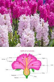 30 Types Of Pink And Fuchsia Flowers A Z Photos Flowers Fuchsia Flowers Parts Of A Flower
