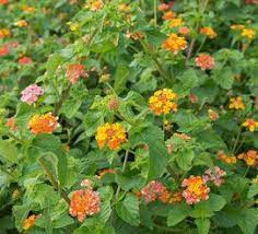 Lantana 8211 Miss Huff Hardy 1g Lantana Camara 8216 Miss Huff 8217 Lantana Camara Lantana Hardy
