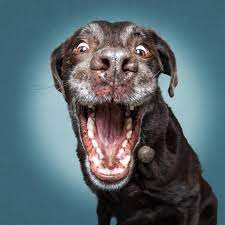 12 wonderful photos of dogs that will make you smile while they are catching treats hayvan fotografciligi komik kopek resimleri sevimli kopekler