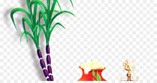 family tree background png download 891 468 free transparent thai pongal png download cleanpng kisspng transparent thai pongal png download