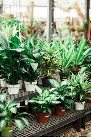Cactus and tropicals is great for summer and winter weddings looking for a garden setting. Ryan Rachael Engagements At Cactus Tropicals Draper Ut Rachel Reyes Photography