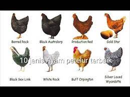 Check spelling or type a new query. 10 Jenis Jenis Ayam Petelur Unggul Dan Produktif Youtube