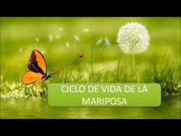 Check spelling or type a new query. La Mariposa Y Su Ciclo De Vida Youtube