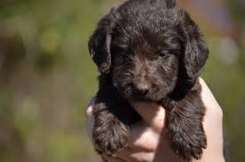 This little sweetheart is an f2b mini labradoodle. Mini Labradoodle Puppies
