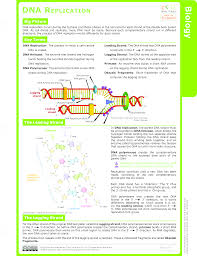 Maybe you would like to learn more about one of these? Dna Structure And Replication Ck 12 Foundation