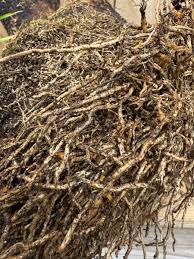 Image result for Xerophyta trichophylla