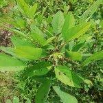 Image result for Polhillides