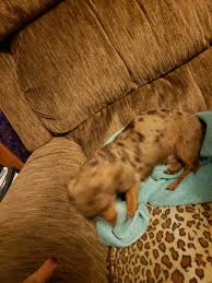 Jim and i are moving back to iowa in july of this year. Miniature Dachshund Puppies For Sale Fort Dodge Ia 307257