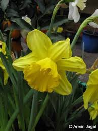 Artenseite Narcissus X Incomparabilis Agg Unvergleichliche Narzisse Bochumer Botanischer Verein