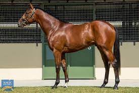 Horses Available | First Light Racing - Group 1 winning racehorse syndicator