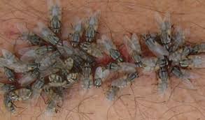 Hemimetabola adalah tahap perkembangan insecta yang tidak sempurna. Bagan Daur Hidup Lalat Faktor Pengaruh Dan Fakta Menarik Fumida