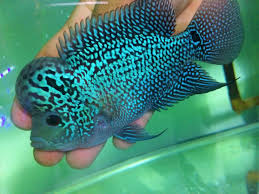 Pin By Dede Setiadi On Ds Louhan Aquarium Fish Cool Fish Freshwater Aquarium Fish