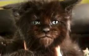 Through selective breeding over the years, maine coon cats now are available in all colors with the exception of color point like the siamese breed. Does This Maine Coon Kitten Have Human Face Life With Cats