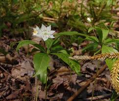 Image result for Lysimachia ruhmeriana