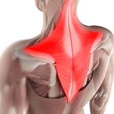 The back anatomy includes some of the most massive and functionally important muscles in the human body. Superficial Anatomy Of The Back And Core