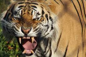2,632,032 likes · 86,197 talking about this. Tigre Male Picture Of Panthera Africa Big Cat Sanctuary Stanford Tripadvisor