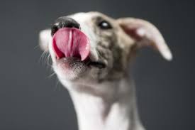 Why Does My Dog Lick My Wounds Petmd