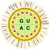 Nucleic Acid Sequence Wikipedia