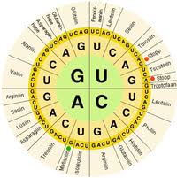 nucleic acid sequence wikipedia