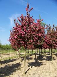 Crataegus Laevigata Paul S Scarlet Echter Rotdorn Gunstig Kaufen Rotdorn Garten Bepflanzen Pflanzen