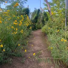 Image result for Helianthus angustifolius