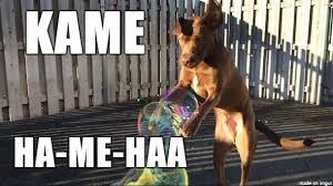 A doggy dog world would be populated by billions of yippy yorkies and pomeranians. Dogging Ball Z Imgur