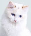 White Cat Breeds (Long haired, Fluffy)
