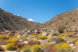 Characteristics of a fall garden. Do Not Touch The Flowers One Family S Eco Adventure In The American Southwest The New York Times