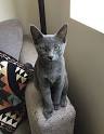 Russian Blue Kittens for Sale - Adoptapet