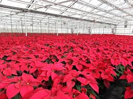 Click on a zone within a county for more information about the general landslide hazard forecasted for that area. The Plant Farm 14208 E 4th Ave Spokane Wa 99216 Yp Com