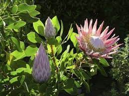 Protea Care And Information Learn How To Grow Protea Flowers Protea Plant Protea Flower Plant Care