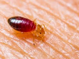 C'est un produit 100% naturel qui repousse des insectes comme les puces, les cafards et surtout, les punaises de lit. Punaises De Lit Plus De 70 000 Consultations En Un An