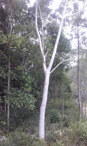 Image result for Ficus virens