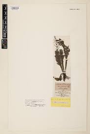 Image result for Xylopia wilwerthii