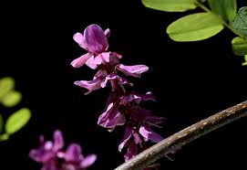 Image result for Indigofera homblei