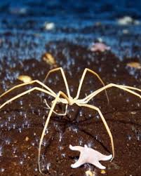 Image result for Pycnosphaera