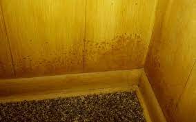 Spray the surface with a solution made of hot water and commercial mold remover. Kitchen Mold How To Prevent And Get Rid Of Mold In Your Kitchen