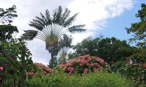 Le Jardin Botanique De Deshaies En 2020 Jardin Botanique Deshaies Jardins