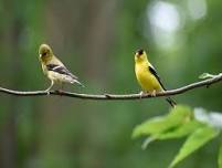 Birding 101 Talk