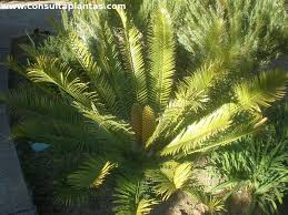 Image result for Encephalartos senticosus