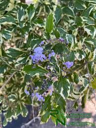 Image result for Duranta erecta
