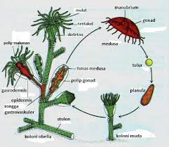 We did not find results for: Belajar Terus Biologi Filum Coelenterata