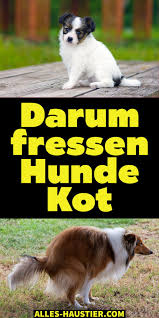 Häufigsten ursachen für kot fressen bei hunden und wie ihr damit. Warum Fressen Hunde Kot Alles Haustier In 2020 Hunde Haustier Wolfshund Welpen