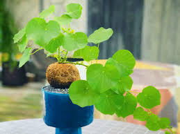 We did not find results for: How To Grow And Care For Stephania World Of Succulents
