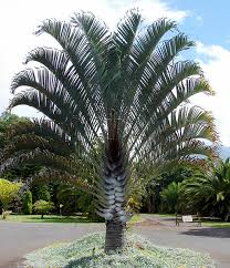 Image result for Dypsis