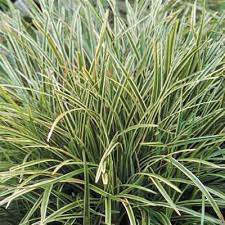 Image result for Carex macrophyllidion