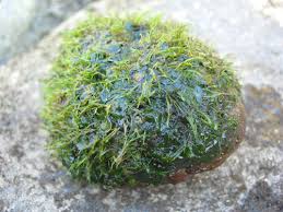 Image result for Podostemaceae