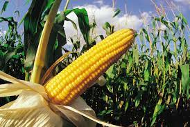 Maybe you would like to learn more about one of these? The Beginner S Guide To Growing Corn How To Grow Corn