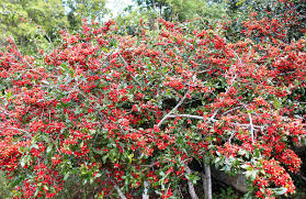 Image result for Ochna richardsiae